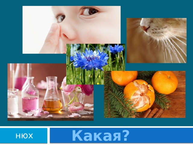 Какая?  нюх