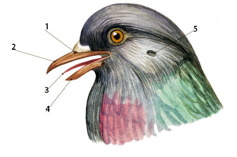 Голова птицы имеет. Строение головы птицы 7 класс биология. Строение головы птицы. Голова голубя биология. Внешнее строение головы птицы.
