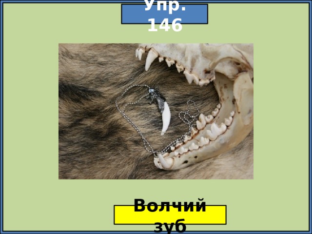 Упр. 146 Волчий зуб 