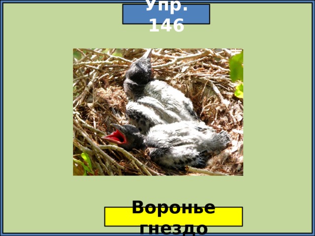 Упр. 146 Воронье гнездо 