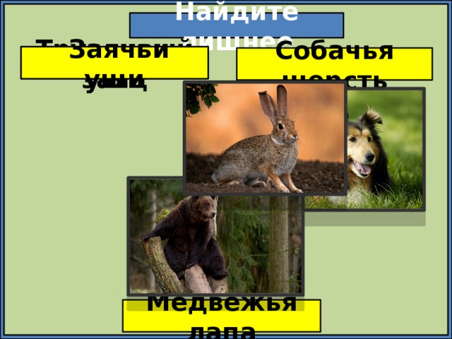 Найдите лишнее Трусливый заяц  Заячьи уши Собачья шерсть Медвежья лапа 