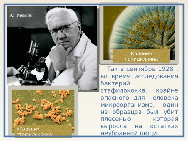 А. Флеминг Колония пенициллина Так в сентябре 1928г. во время исследования бактерий стафилококка, крайне опасного для человека микроорганизма, один из образцов был убит плесенью, которая выросла на остатках неубранной пищи. «Грозди» стафилококка 