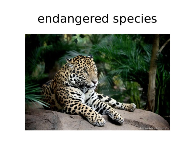 endangered species 