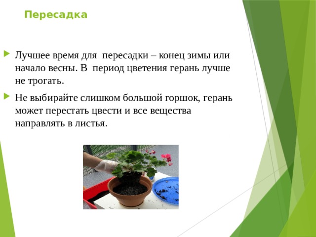 Пересадка   Лучшее время для пересадки – конец зимы или начало весны. В период цветения герань лучше не трогать. Не выбирайте слишком большой горшок, герань может перестать цвести и все вещества направлять в листья. 