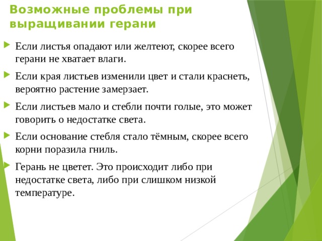 Возможные проблемы при выращивании герани Если листья опадают или желтеют, скорее всего герани не хватает влаги. Если края листьев изменили цвет и стали краснеть, вероятно растение замерзает. Если листьев мало и стебли почти голые, это может говорить о недостатке света. Если основание стебля стало тёмным, скорее всего корни поразила гниль. Герань не цветет. Это происходит либо при недостатке света, либо при слишком низкой температуре. 