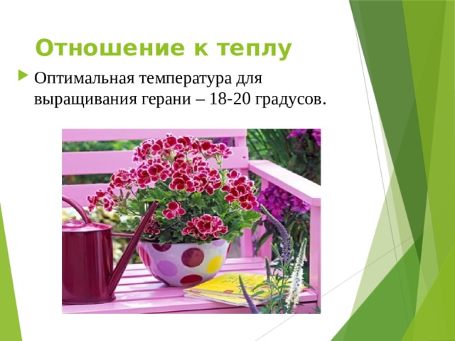 Отношение к теплу   Оптимальная температура для выращивания герани – 18-20 градусов. 