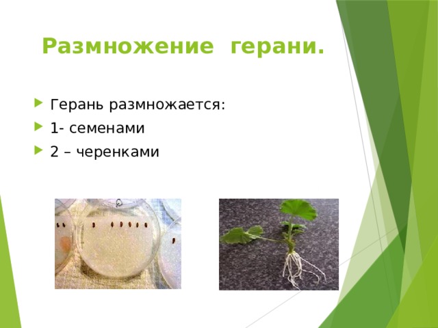 Презентация: герань