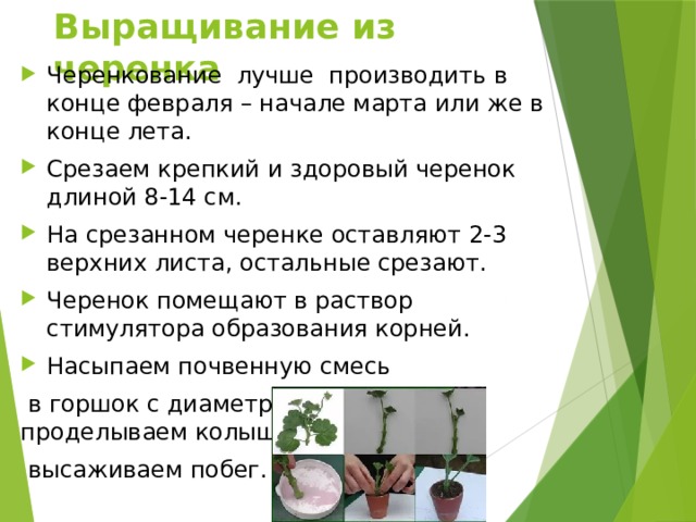 Выращивание из черенка Черенкование лучше производить в конце февраля – начале марта или же в конце лета. Срезаем крепкий и здоровый черенок длиной 8-14 см. На срезанном черенке оставляют 2-3 верхних листа, остальные срезают. Черенок помещают в раствор стимулятора образования корней. Насыпаем почвенную смесь  в горшок с диаметром около 10 см; проделываем колышком лунку и  высаживаем побег. 