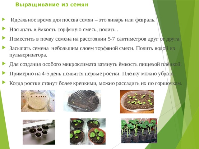 Выращивание из семян    Идеальное время для посева семян – это январь или февраль. Насыпать в ёмкость торфяную смесь, полить . Поместить в почву семена на расстоянии 5-7 сантиметров друг от друга. Засыпать семена небольшим слоем торфяной смеси. Полить водой из пульверизатора. Для создания особого микроклимата затянуть ёмкость пищевой плёнкой. Примерно на 4-5 день появятся первые ростки. Плёнку можно убрать. Когда ростки станут более крепкими, можно рассадить их по горшочкам. 