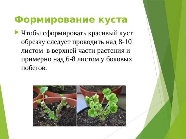 Формирование куста   Чтобы сформировать красивый куст обрезку следует проводить над 8-10 листом в верхней части растения и примерно над 6-8 листом у боковых побегов. 