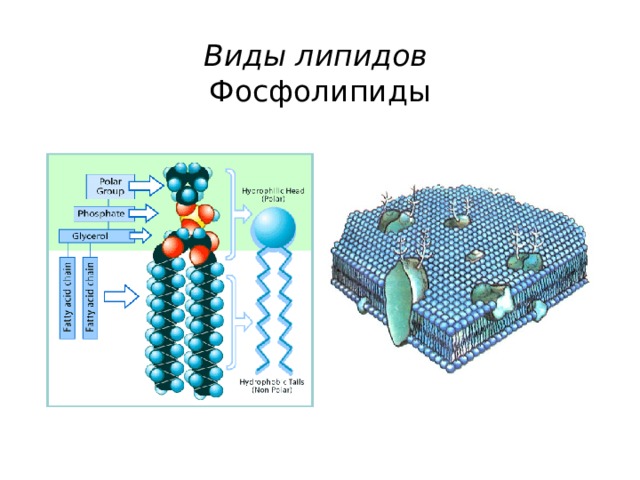 Липиды картинка для презентации