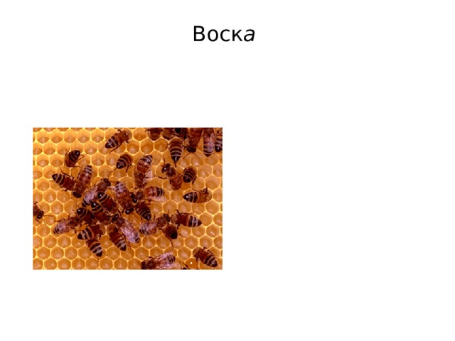 Воск а  