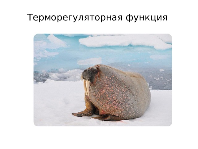 Терморегуляторная функция   