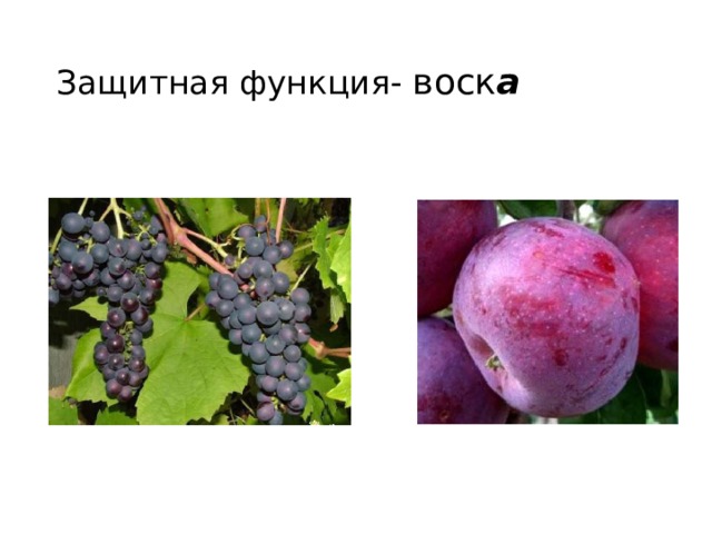 Защитная функция- воск а 