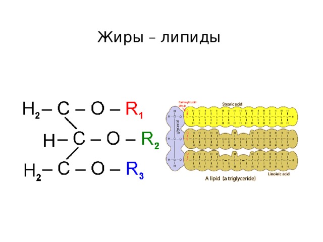 Жиры – липиды 