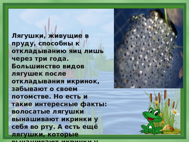 Лягушки, живущие в пруду, способны к откладыванию яиц лишь через три года. Большинство видов лягушек после откладывания икринок, забывают о своем потомстве. Но есть и такие интересные факты: волосатые лягушки вынашивают икринки у себя во рту. А есть ещё лягушки, которые вынашивают икринки у себя на спине. 