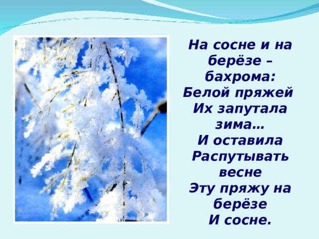 На сосне и на берёзе – бахрома: Белой пряжей Их запутала зима… И оставила Распутывать весне Эту пряжу на берёзе И сосне. 