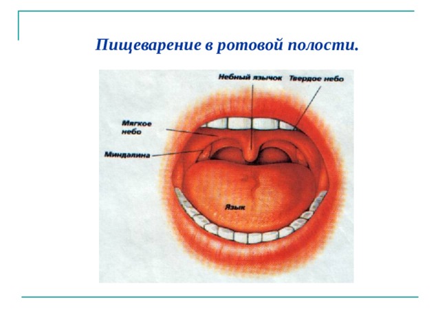  Пищеварение в ротовой полости.  