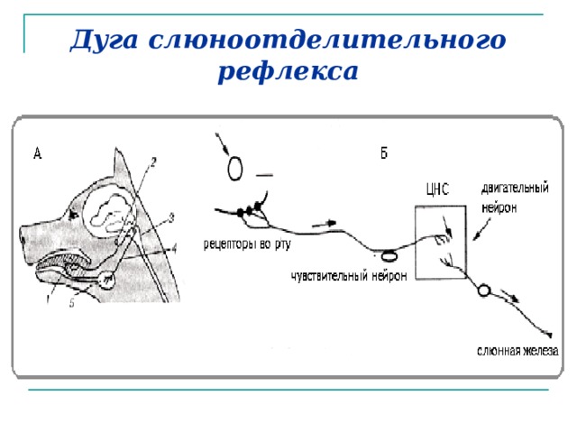 Дуга слюноотделительного рефлекса 