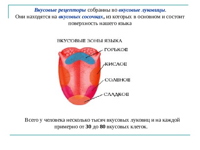   Вкусовые рецепторы собранны во вкусовые луковицы . Они находятся на  вкусовых сосочках ,  из которых в основном и состоит поверхность нашего языка Всего у человека несколько тысяч вкусовых луковиц и на каждой примерно от 30 до 80 вкусовых клеток.   