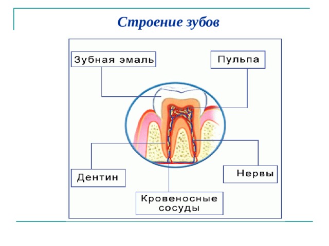 Строение зубов 