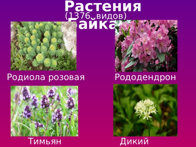 Растения Байкала (1376 видов) Родиола розовая Рододендрон Тимьян Дикий чеснок 
