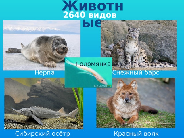 Животные 2640 видов Голомянка Нерпа Снежный барс Красный волк Сибирский осётр 