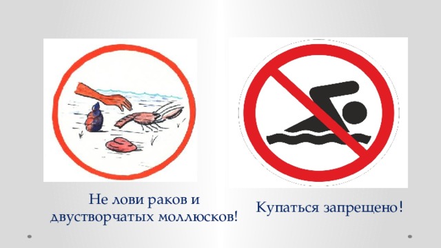Не лови раков и двустворчатых моллюсков! Купаться запрещено ! 