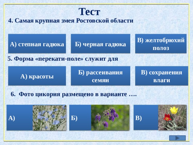 Тест 4. Самая крупная змея Ростовской области А) степная гадюка Б) черная гадюка В) желтобрюхий полоз 5. Форма «перекати-поле» служит для В) сохранения влаги А) красоты Б) рассеивания семян 6. Фото цикория размещено в варианте …. А) Б) В) 