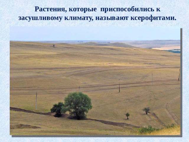 Растения, которые приспособились к засушливому климату, называют ксерофитами. 