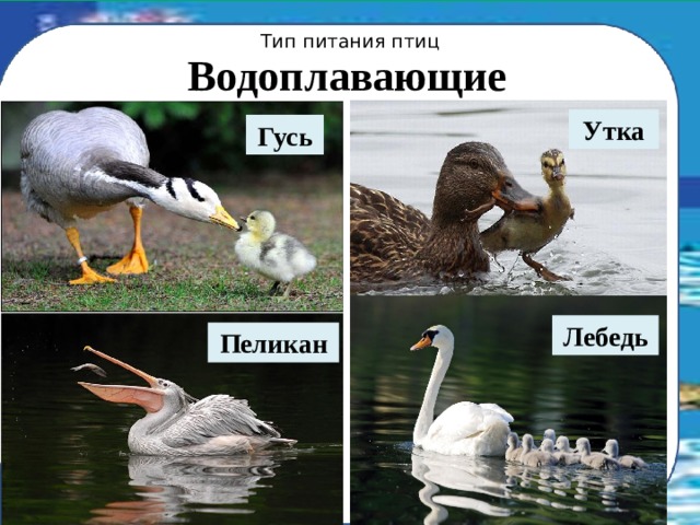 Тип питания птиц Водоплавающие Утка Гусь Лебедь Пеликан