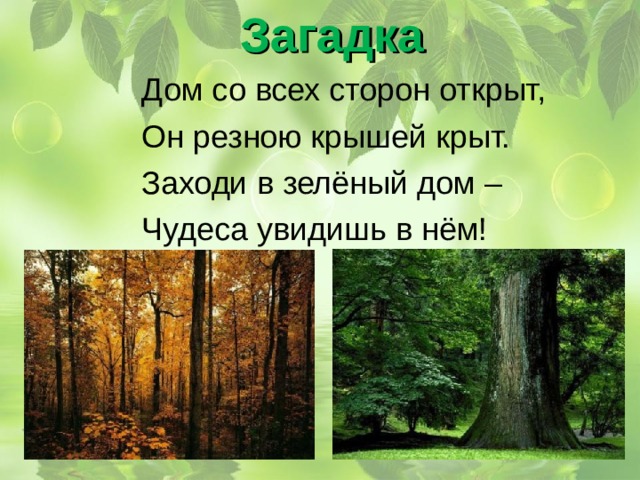 Природное сообщество лес 5 класс биология. Заходи в зеленый дом чудеса увидишь. Заходи в зеленый дом чудеса увидишь в нем. Природное сообщество лес. Загадки о природном сообществе леса.