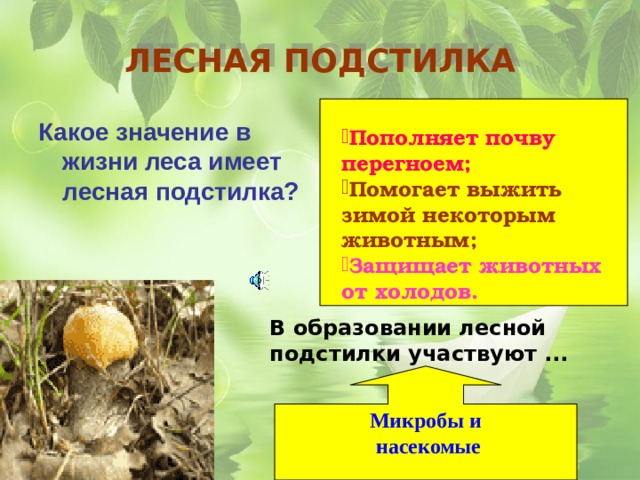 ЛЕСНАЯ ПОДСТИЛКА Какое значение в жизни леса имеет лесная подстилка? Пополняет почву перегноем; Помогает выжить зимой некоторым животным; Защищает животных от холодов. В образовании лесной подстилки участвуют ... Микробы и насекомые