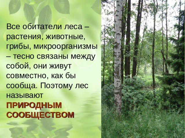 Почему лес называют сообществом окружающий мир. Природное сообщество лес. Охрана лесного сообщества кратко. Природные сообщества лес и его обитатели. Особенности леса как природного сообщества.