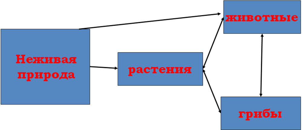 Схема экологические функции леса