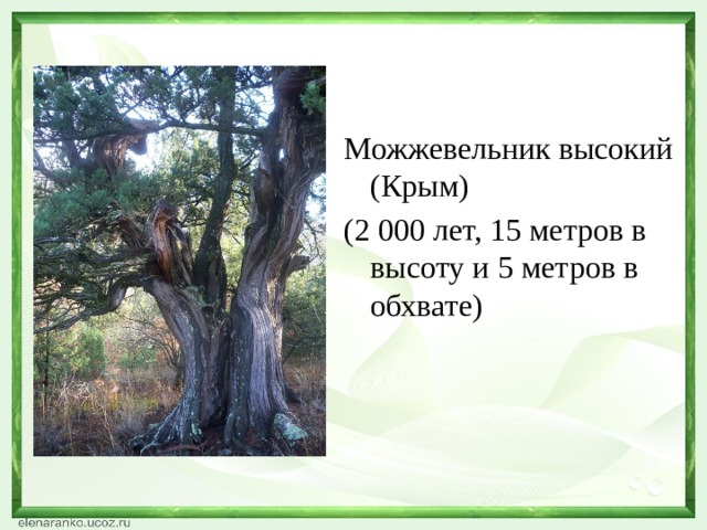 Можжевельник высокий (Крым) (2 000 лет, 15 метров в высоту и 5 метров в обхвате)