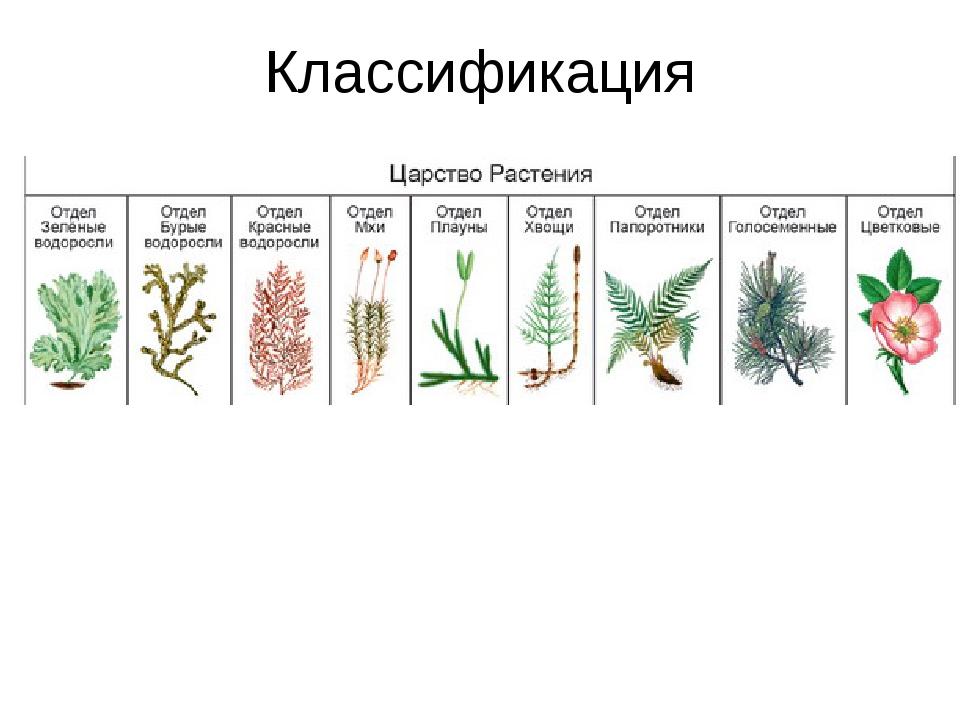Запишите цифрами последовательность появления групп растений