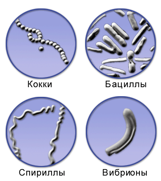 Формы бактерий картинки