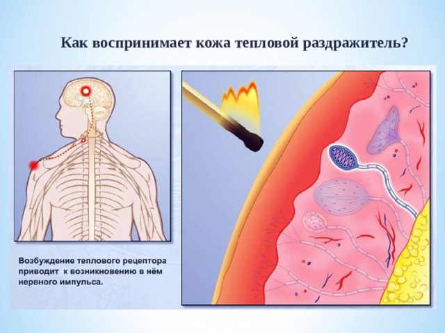  Как воспринимает кожа тепловой раздражитель?  