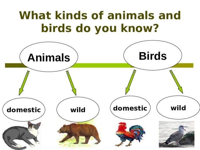 What kinds of animals and birds do you know? Birds Animals wild domestic wild domestic 
