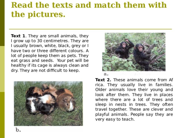 Read the texts and match them with the pictures.   Text 1 . They are small animals, they I grow up to 30 centimetres. They are I usually brown, white, black, grey or I have two or three different colours. A lot of people keep them as pets. They eat grass and seeds. Your pet will be healthy if its cage is always clean and dry. They are not difficult to keep.  Text 2. These animals come from Af­rica. They usually live in families. Older animals love their young and look after them. They live in places where there are a lot of trees and sleep in nests in trees. They often travel together. These are clever and playful animals. People say they are very easy to teach.  