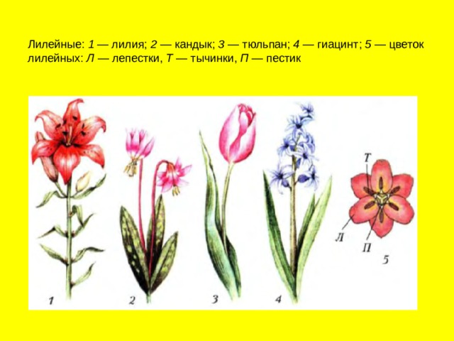    Лилейные:  1  — лилия;  2  — кандык;  3  — тюльпан;  4  — гиацинт;  5  — цветок лилейных:  Л  — лепестки,  Т  — тычинки,  П  — пестик 