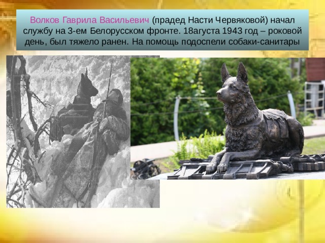 Волков Гаврила Васильевич (прадед Насти Червяковой) начал службу на 3-ем Белорусском фронте. 18агуста 1943 год – роковой день, был тяжело ранен. На помощь подоспели собаки-санитары 
