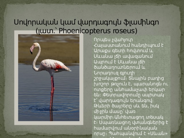 Սովորական կամ վարդագույն ֆլամինգո (լատ.՝ Phoenicopterus roseus) Որպես չվահյուր Հայաստանում հանդիպում է Արաքս գետի հովտում և Սևանա լճի ավազանում Ապրում է Սևանա լճի ծանծաղուտներում և Նորադուզ գյուղի շրջակայքում։ Տնային բադից խոշոր թռչուն է, պարանոցն ու ոտքերը անհամաչափ երկար են: Փետրավորումը սպիտակ է՝ վարդագույն երանգով։ Թևերի ծայրերը սև են, իսկ միջին մասը՝ վառ կարմիր։Անհետացող տեսակ է։ Սպառնացող վտանգներից է համարվում անօրինական որսը։ Պահպանվում է «Սևան» ազգային պարկում 