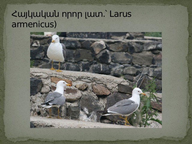 Հայկական որոր լատ.՝ Larus armenicus) 