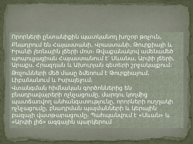 Որորների ընտանիքին պատկանող խոշոր թռչուն, Բնադրում են Հայաստանի, Վրաստանի, Թուրքիայի և Իրանի լեռնային լճերի մոտ։ Թվաքանակով ամենամեծ պոպուլյացիան Հայաստանում է՝ Սևանա, Արփի լճերի, Արաքս, Հրազդան և Ախուրյան գետերի շրջակայքում։ Թռչունների մեծ մասը ձմեռում է Թուրքիայում, Լիբանանում և Իսրայելում։ Վտանգման հիմնական գործոններից են բնադրավայրերի ոչնչացումը, մարդու կողմից պատճառվող անհանգստությունը, որորների ուղղակի ոչնչացումը, բնադրման պայմանների և կերային բազայի վատթարացումը։ Պահպանվում է «Սևան» և «Արփի լիճ» ազգային պարկերում 