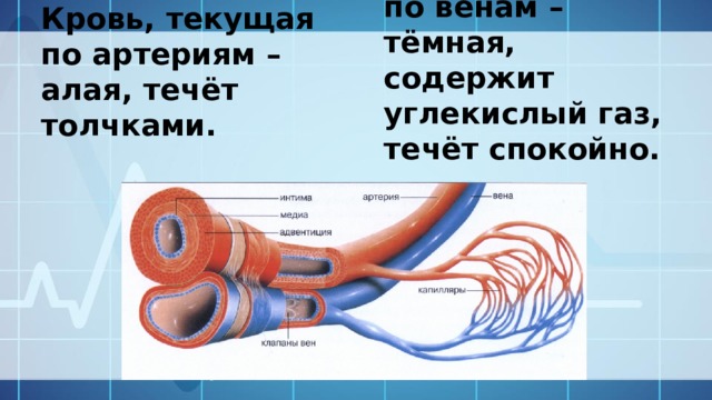 Кровь, текущая по артериям – алая, течёт толчками. Кровь, текущая по венам – тёмная, содержит углекислый газ, течёт спокойно. 