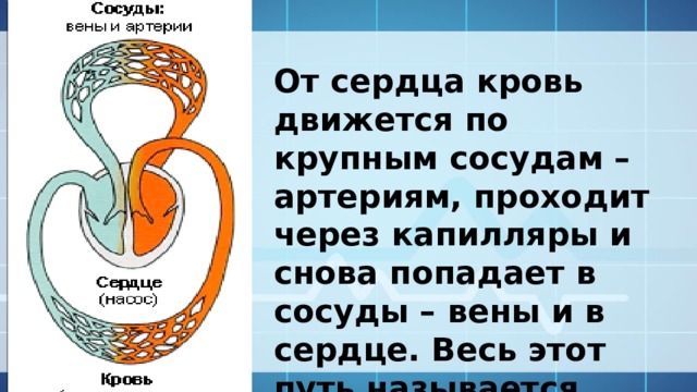 От сердца кровь движется по крупным сосудам – артериям, проходит через капилляры и снова попадает в сосуды – вены и в сердце. Весь этот путь называется системой  кровообращения . 