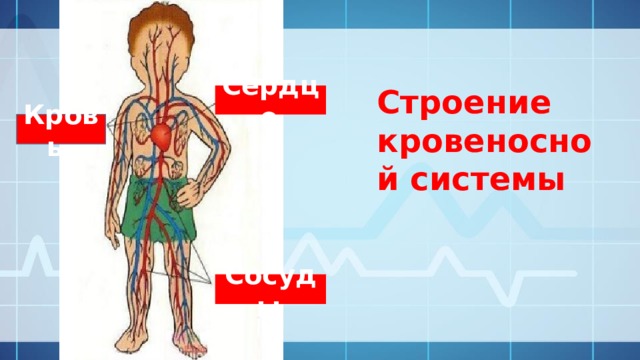 Рассмотрите схему строения кровеносной системы пчелы имеют ли пчелы смысл понятия артериальной