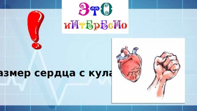 Размер сердца с кулак 